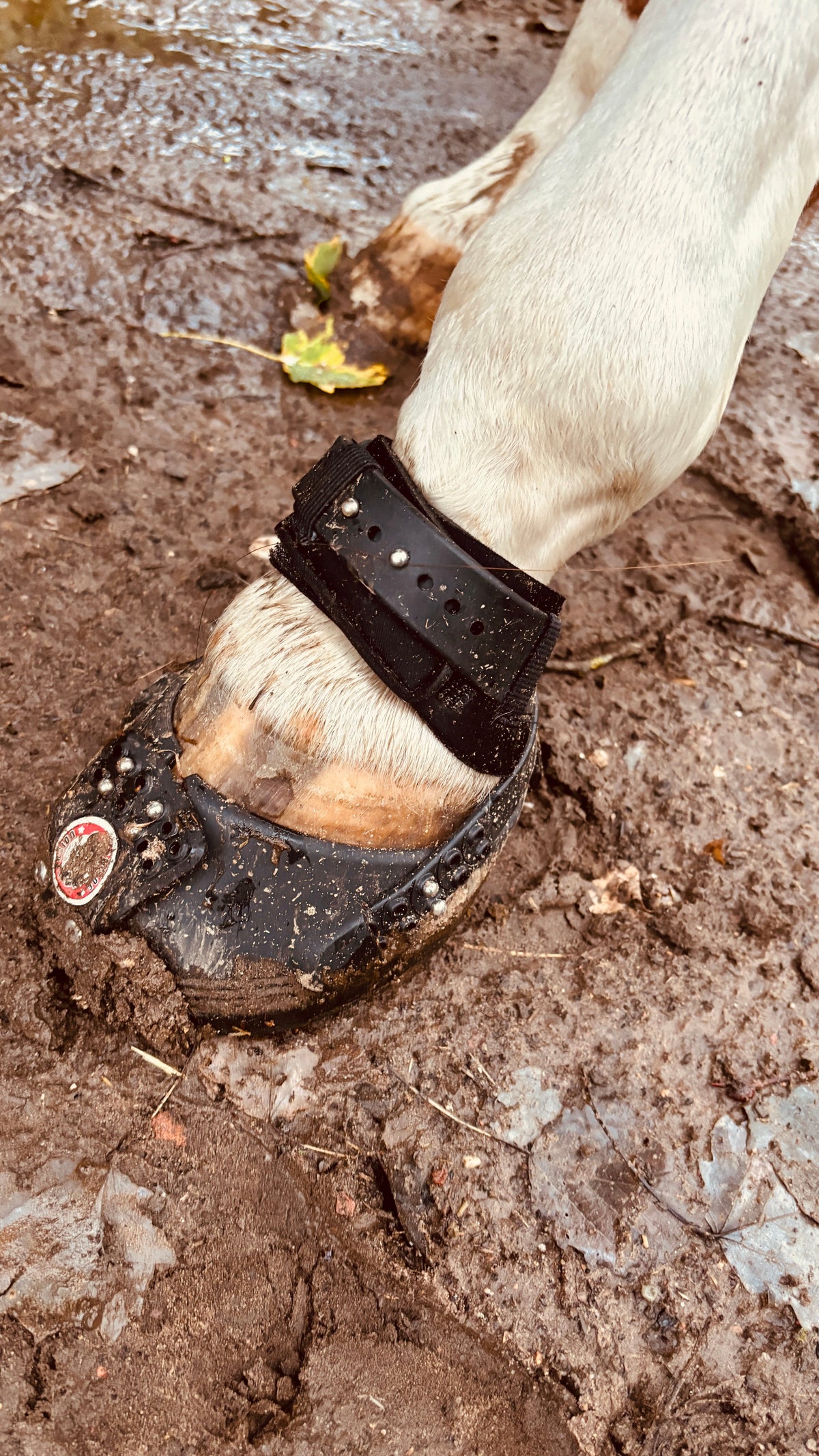 Hufgeschwür und Hufschuh 24/7