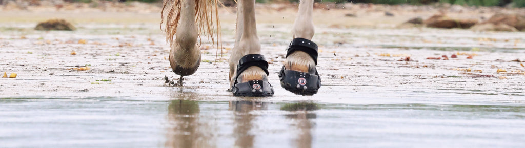 Trail Blazer Hufschuh im Wasser