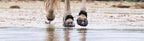 Trail Blazer Hufschuh im Wasser