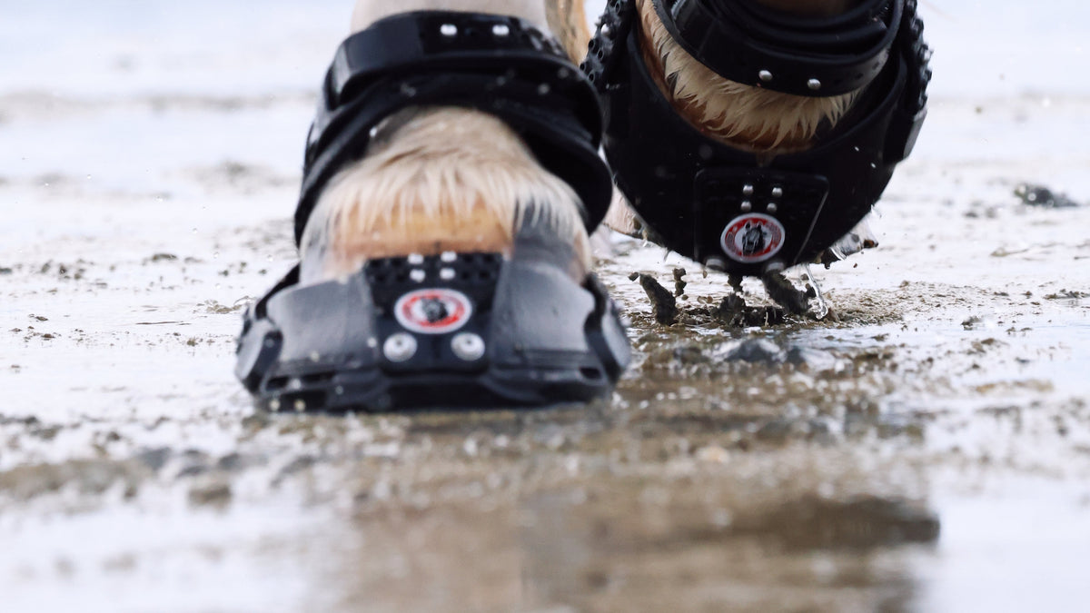 Equine Fusion Trailblazer im Wasser