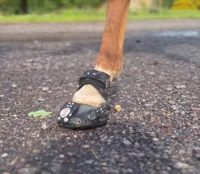 Patch Equine Fusion Trailblazer