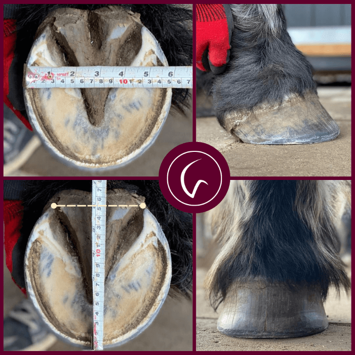 ScootBoot Classic & Slim Hufschuh Gebraucht