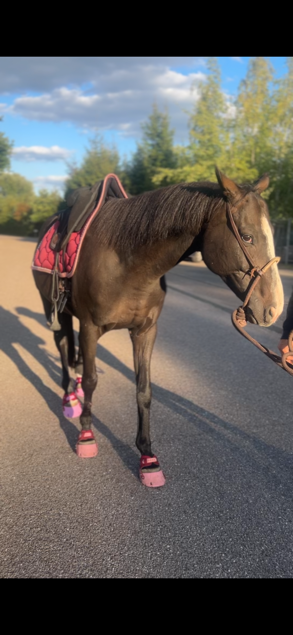 Einlagen in Hufschuhen, macht das Sinn?