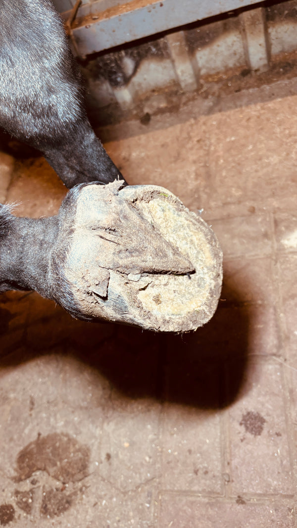 Hufschuhe beim Barhufumstellungsprozess