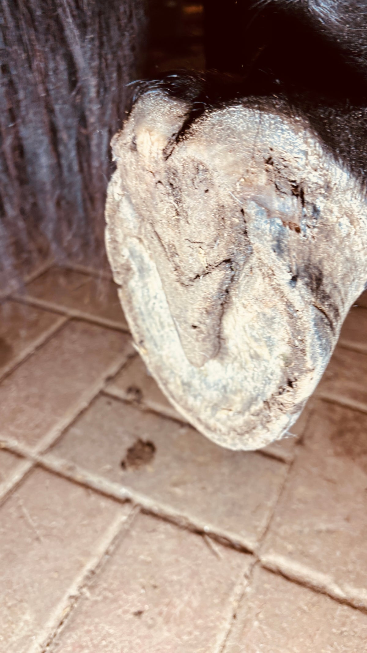 Hufschuhe beim Barhufumstellungsprozess
