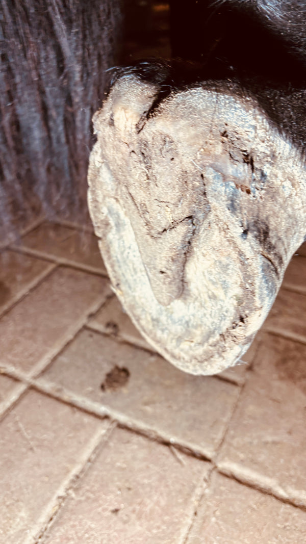 Hufschuhe beim Barhufumstellungsprozess
