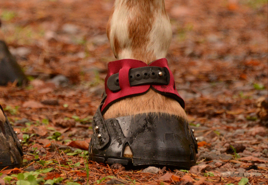 FlexBoot Hufschuh