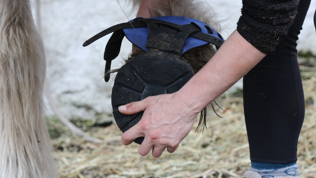 Flex Boot  (ohne Zubehör)