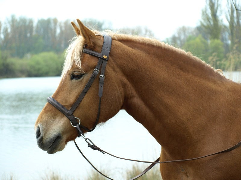 WALNUT gebissloser Zaum