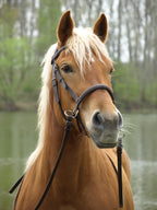 WALNUT gebissloser Zaum