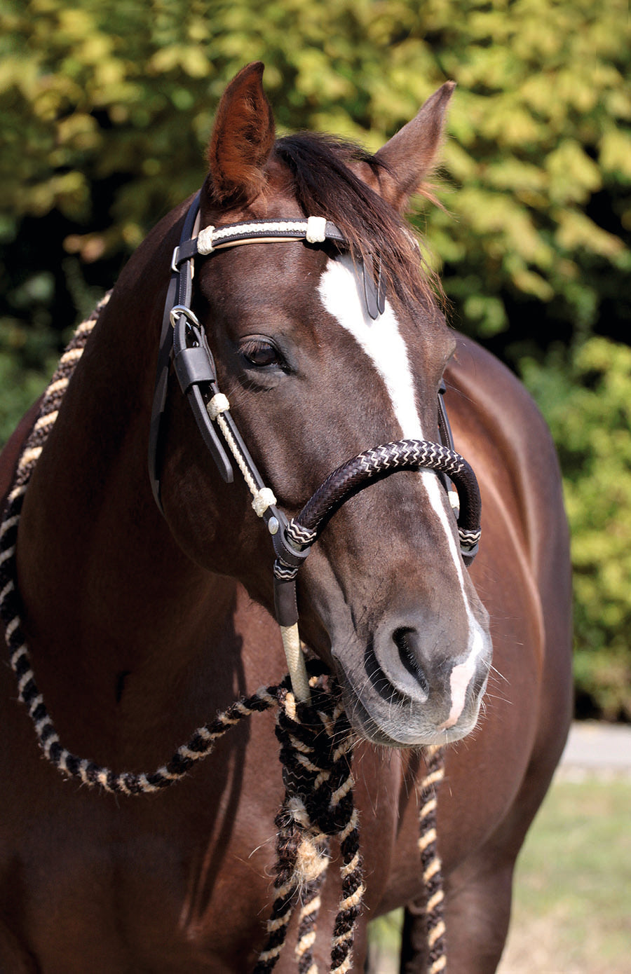 BOSAL, Rohhaut