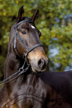 WALNUT gebissloser Zaum